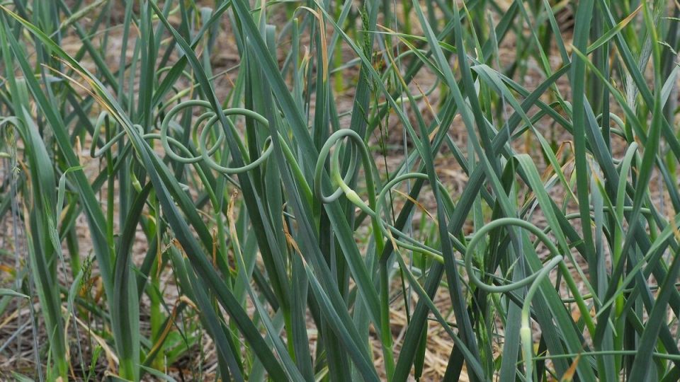 Как сохранить свежесть чеснока: простые советы и хитрости