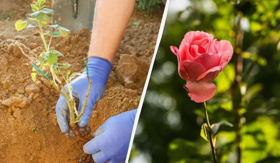 Когда сажать розы весной: советы и народные приметы