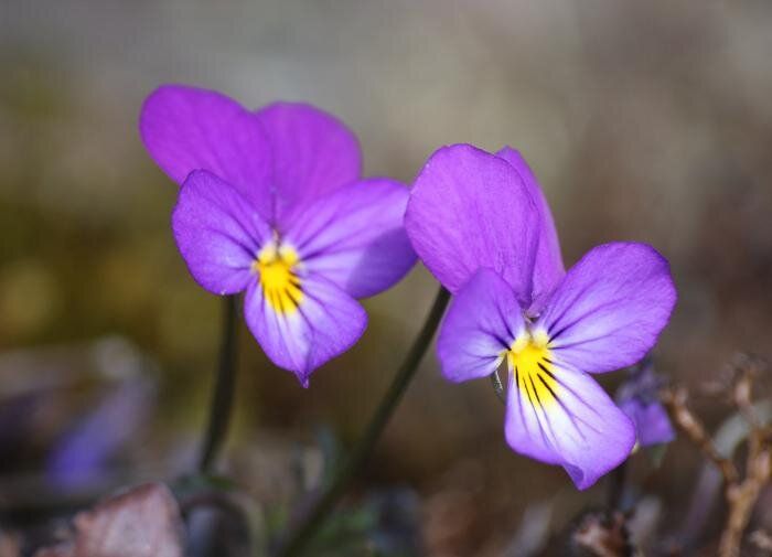 Тайны тенистых садов: цветы, которые оживят ваш уголок природы