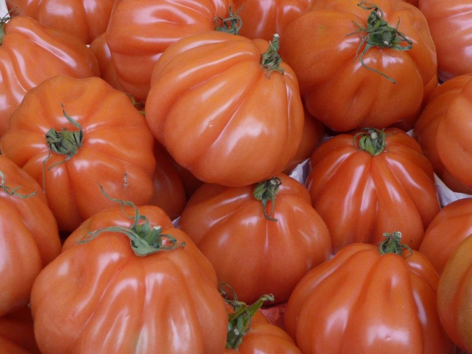 Как предотвратить трещины на помидорах: советы для садоводов