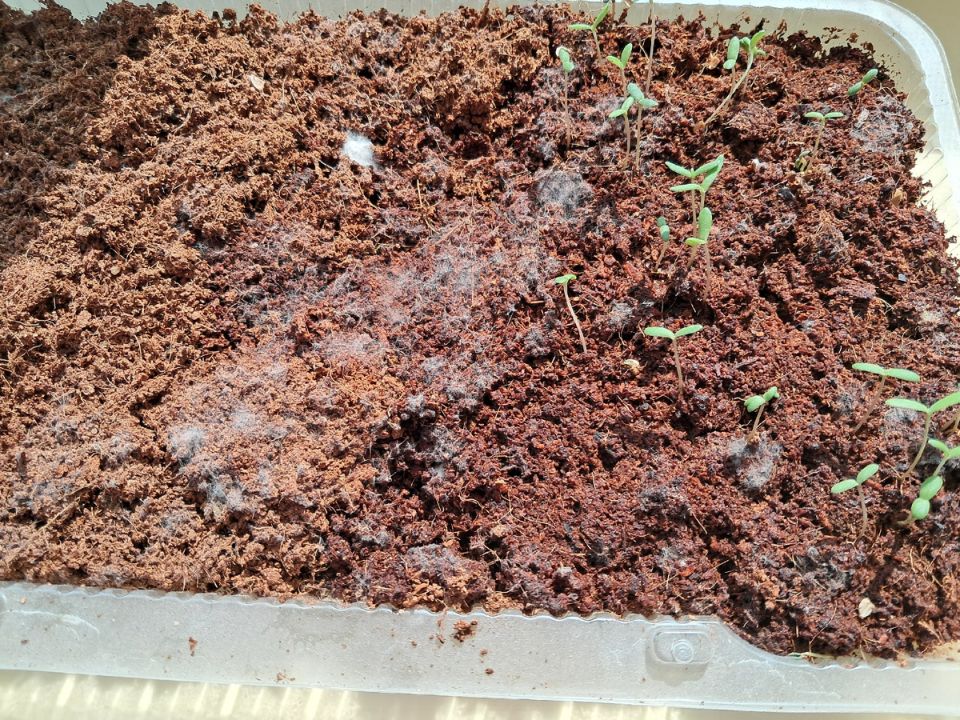 Почему плесень на рассадах может быть причиной тревоги и как с ней справиться