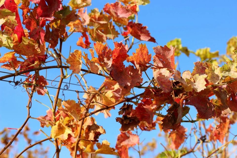 Как укрыть виноград к зиме: лучшие советы для многих садоводов