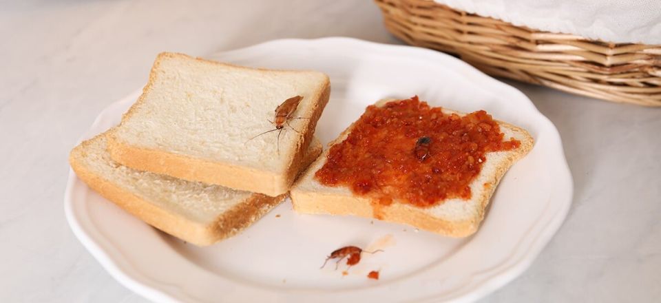 Пять распространенных ошибок, которые привлекают тараканов в ваш дом