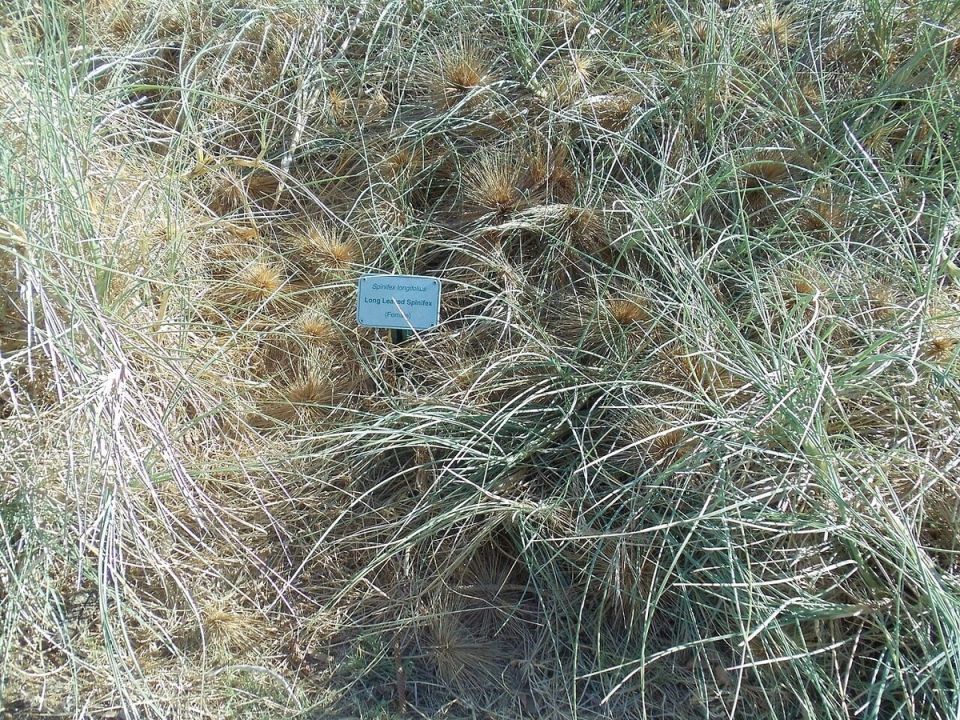 Живучесть спинифекса: как трава осваивает пустыни