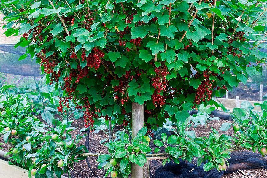 Как превратить куст красной смородины в стильное ягодное дерево
