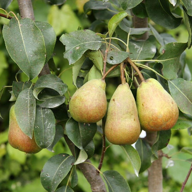 Зачем выбирать груши? 5 непревзойденных сортов, которые всегда порадуют