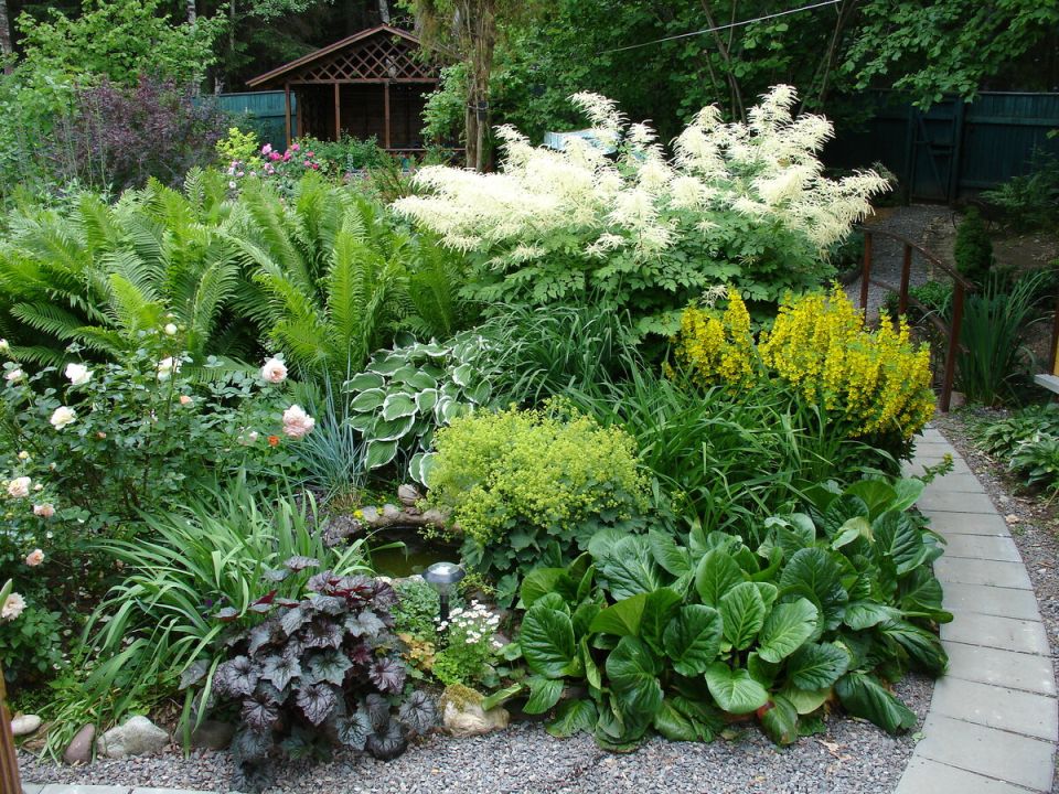 Неприхотливые многолетники: бесценные сокровища вашего сада