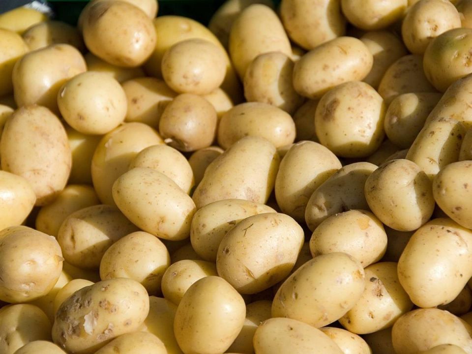 Как добиться рекордного урожая картофеля: секреты опытных огородников