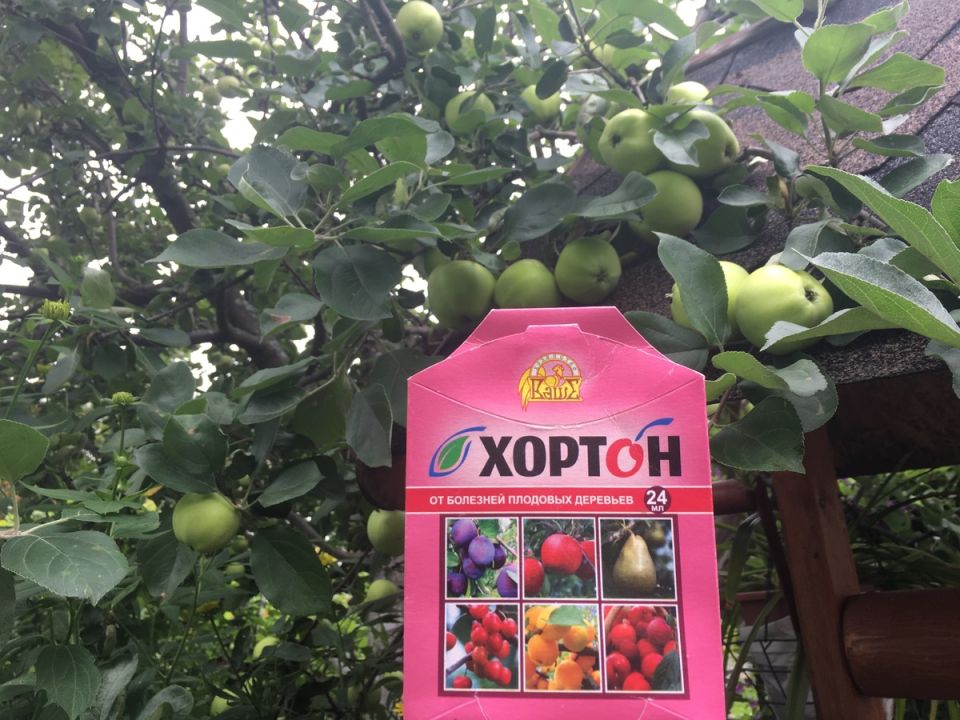 Как системный фунгицид «Хортон» помог восстановить здоровье яблонь и груш