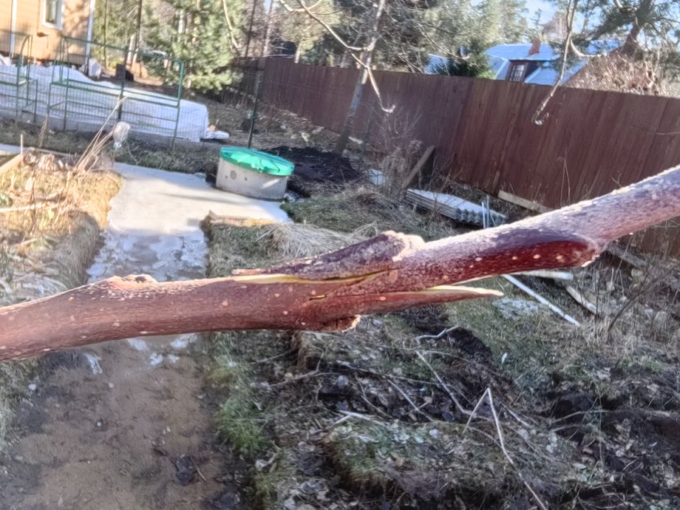 Весна — время заботы о саде