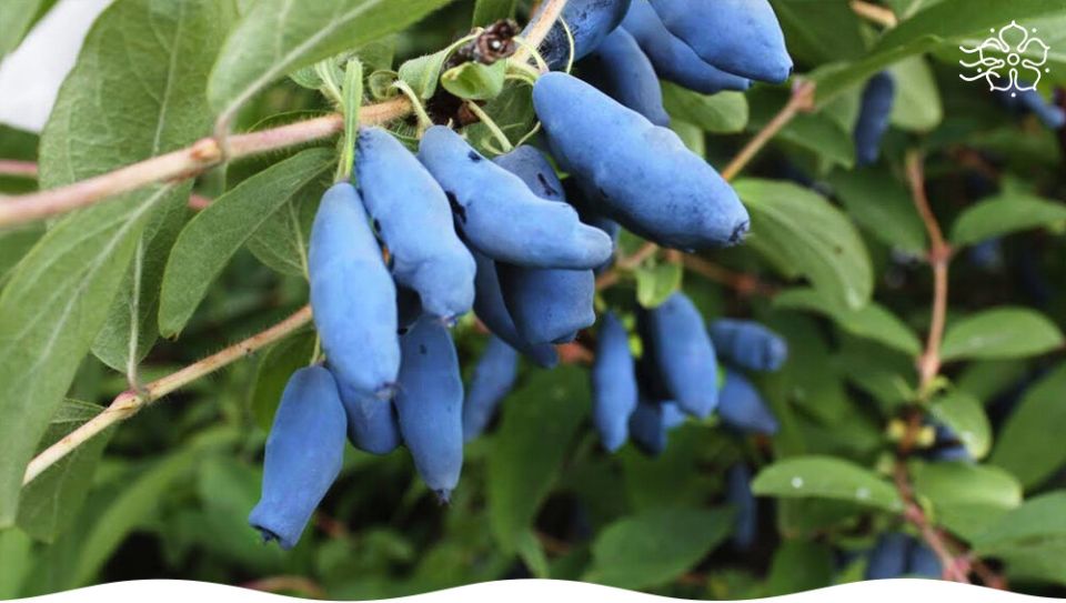 Жимолость: удивительный выбор для вашего сада