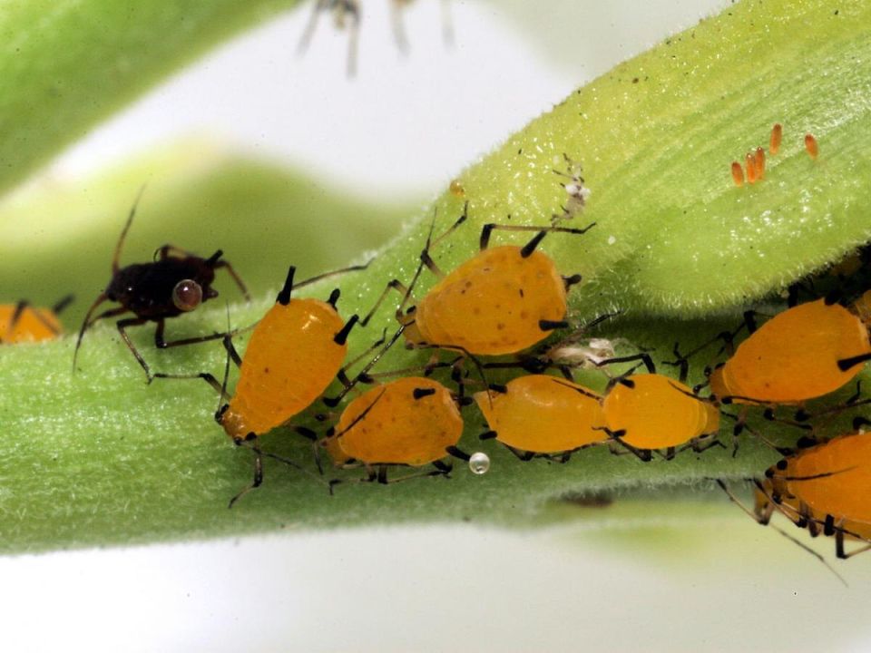 Как защитить деревья от тли: простые и эффективные решения весной