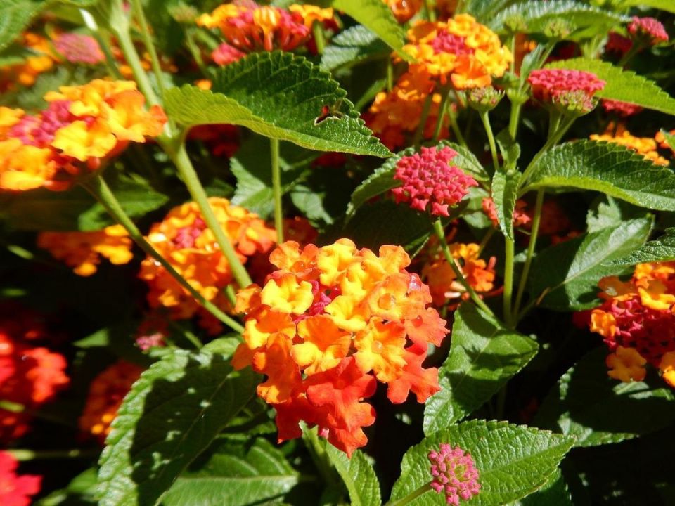 Цитрусовая лантана: яркий акцент для вашего летнего сада