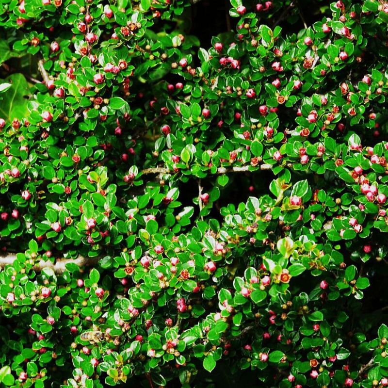 Топ-3 растения для живой изгороди: создайте уютный уголок на даче