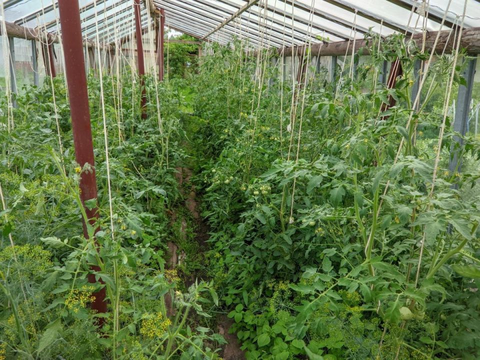 Как добиться рекордного урожая томатов: секреты эффективного формирования кустов