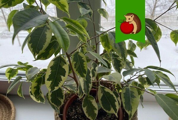 Как вернуть нарядность вашему фикусу: 3 простых шага к густым ветвям