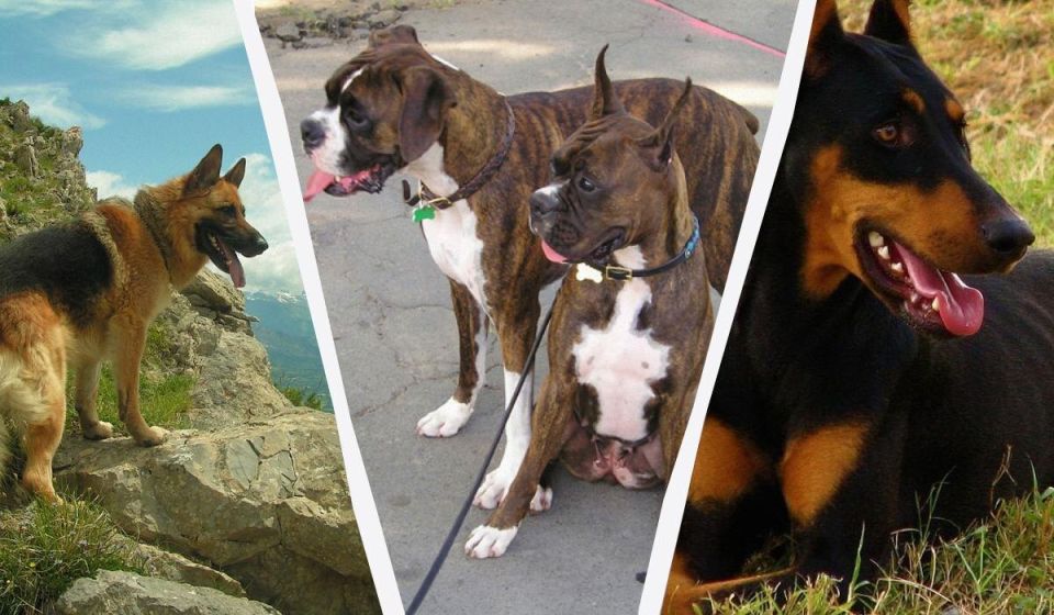 15 ������� ����� �����, ������� ����� ����� ������ ������� ��������