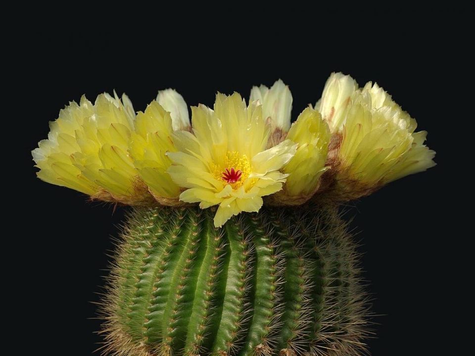 ������� ����� � ��� ������� �� �������� ��������