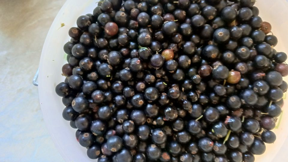 Почему дачники отказываются от продажи ягод: личные истории и советы