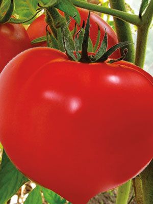 ��������� ������ ���������: ����� ������� ������� � ��� ����������� �������