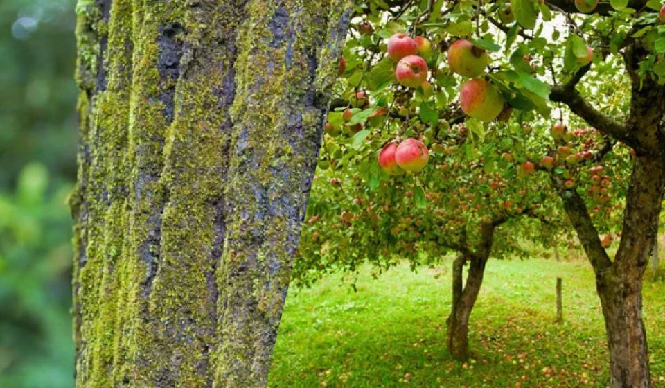 Порабощающие мох и лишайники: как вернуть плодовитость вашим деревьям