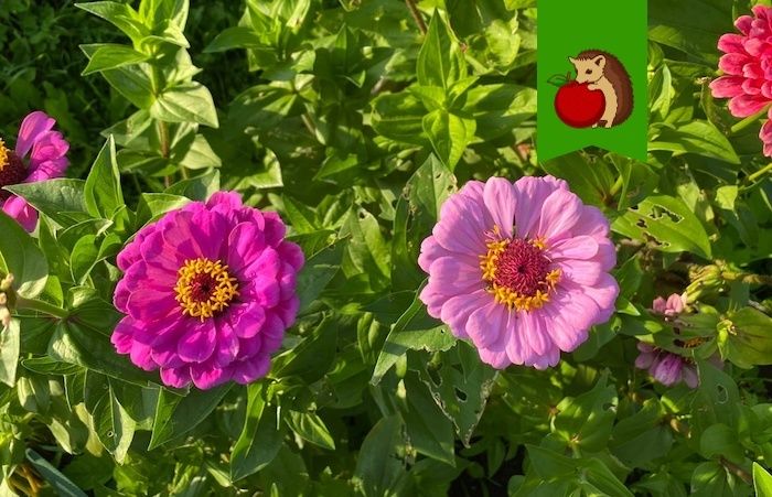 Тайны ухода за циниями