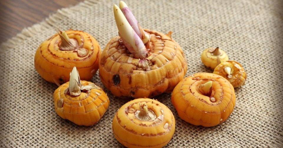 ��� ��������� ���������� � ������� �������� �����������: ������������ ������