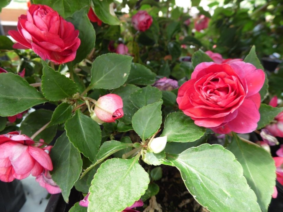 Бальзамин: цветочный фаворит, который украсит любой сад