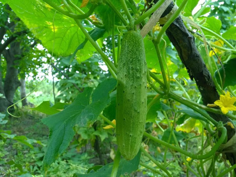 ��������� ��������� ��� ��������� ������: ��� ������ ��� ��������?