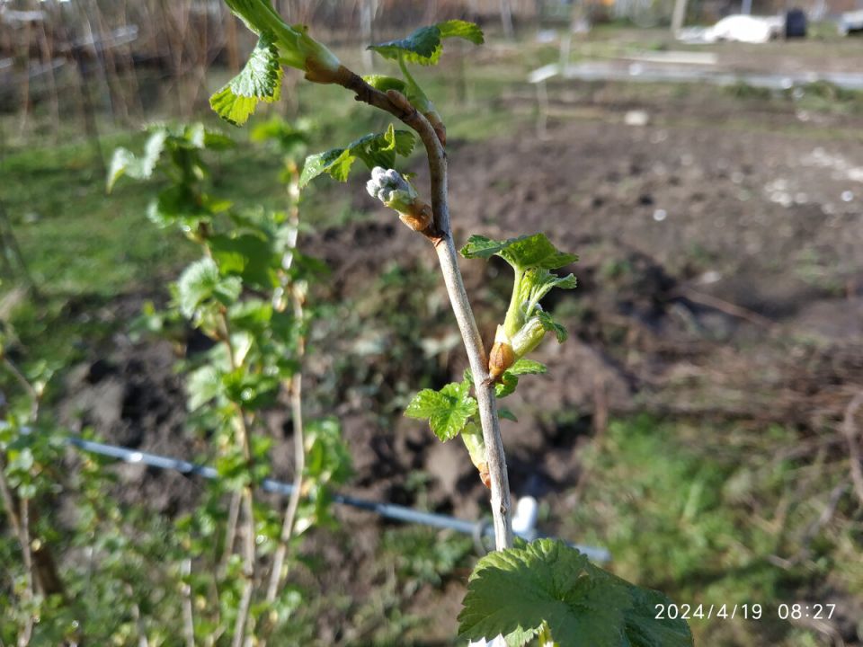 Секреты весенней подкормки смородины и крыжовника для богатого урожая