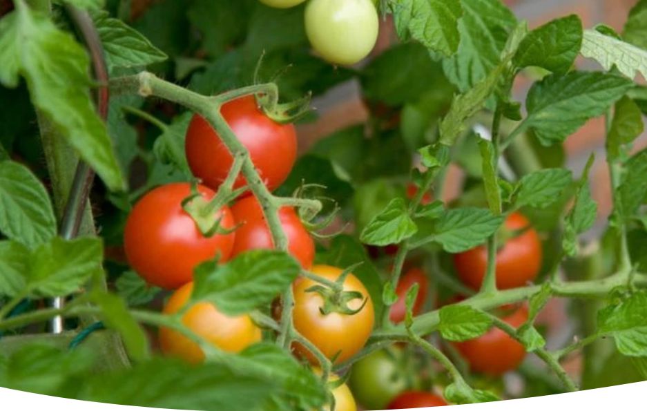 ���������� �������� �������: ������� ������������ � �������