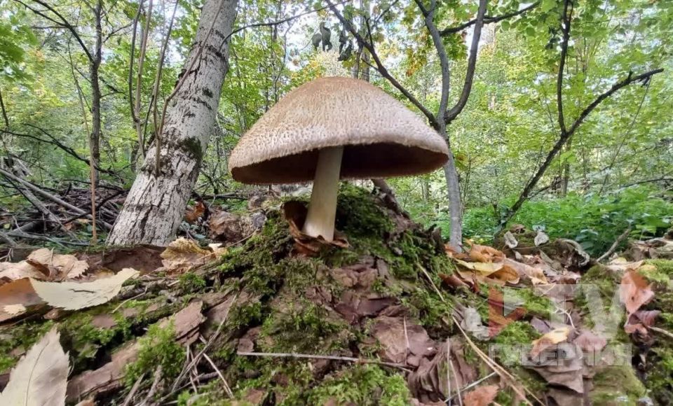 В редком грибном находке в Воронеже увидели надежду сохранения экосистемы