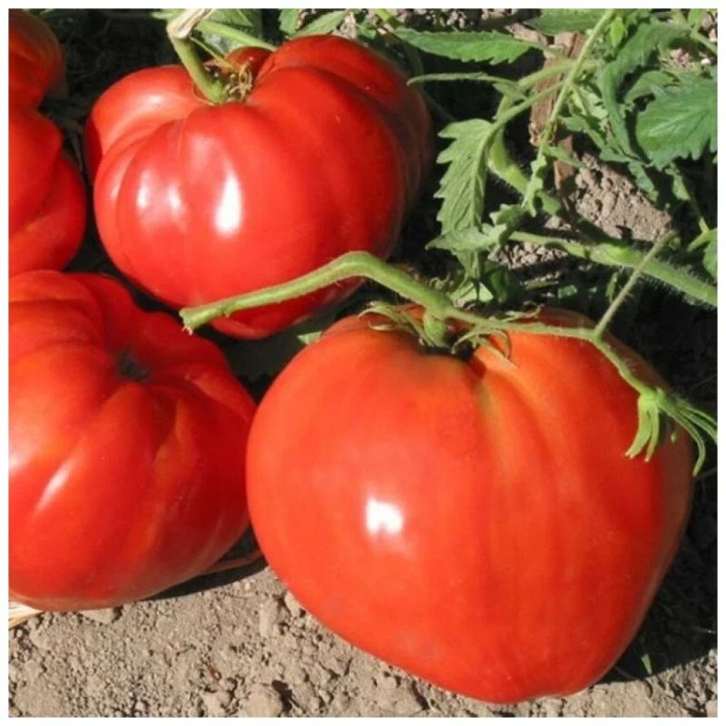 Как извлечь ранний урожай из поздних томатов: советы для дачников