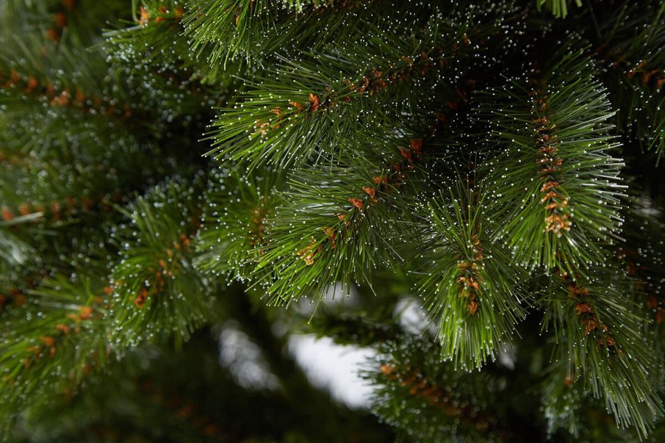 Зимние чудеса: Рождественские растения, которые украсили праздники