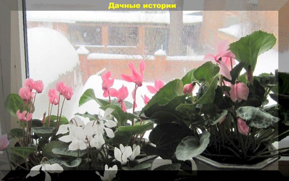 Зимняя поддержка комнатных растений: 3 эффективных способа