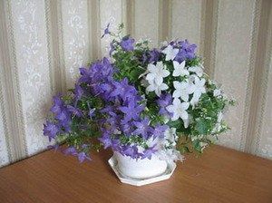 ���������� ��������� ���������: ������� ����� �� ������� ������ � �������