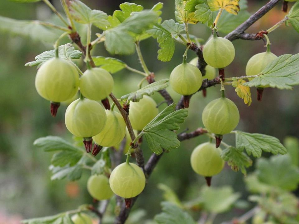 ��� ��������� ���������� ������ �� ������: ������� ����� ������