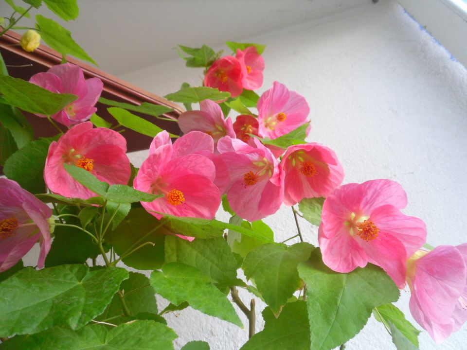 ������� ����� ������� ������