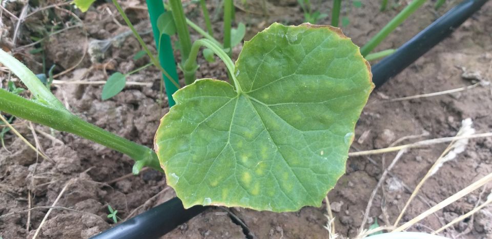 ������� ���������� ������� �������: ��� ���������� � ����������� ���������?