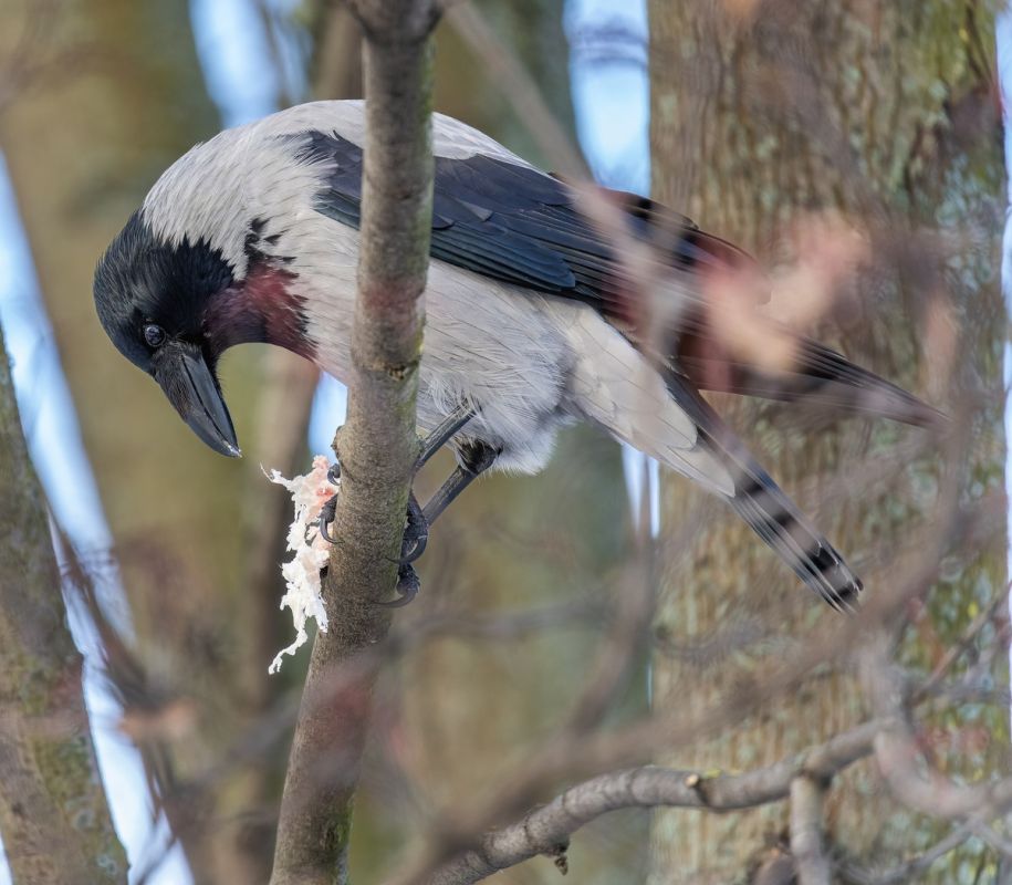 ������� ������ �� �����