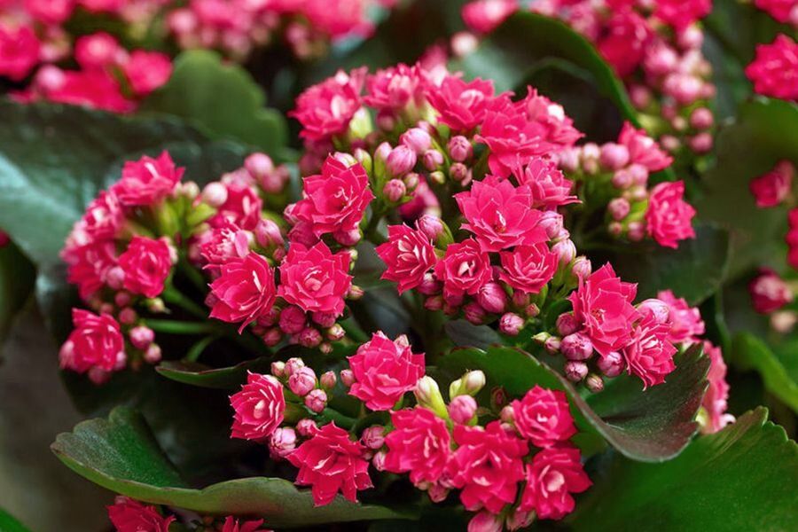 ������� ������� ��������: ��� ������� ����� �����