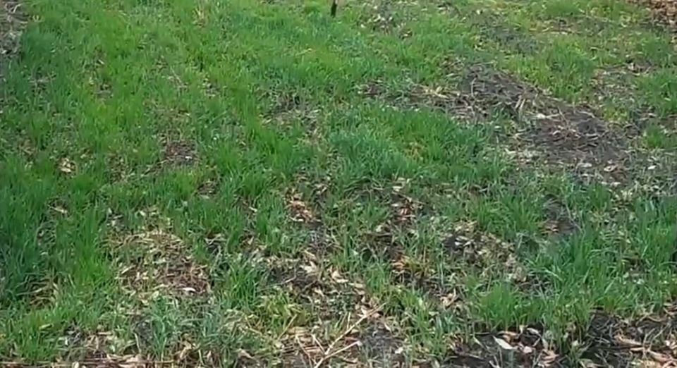 Овес для вашего сада: секреты успешного использования сидерата