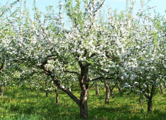 ������� ���, ���� ������� �������� �������