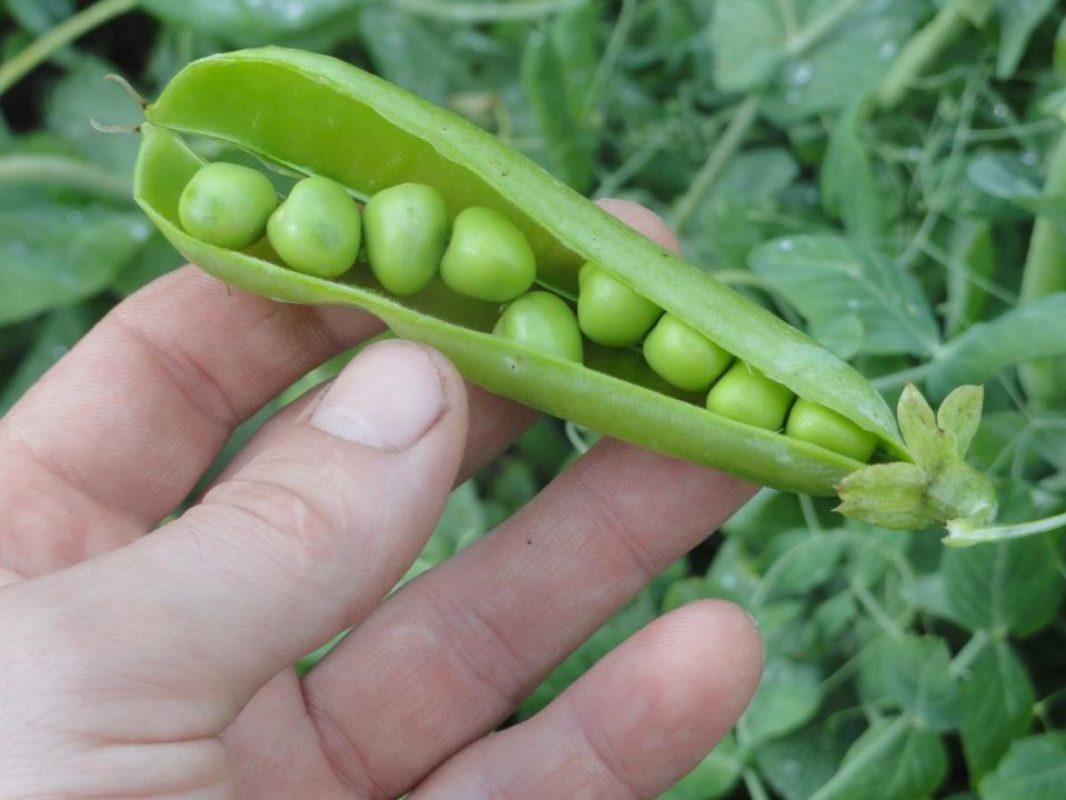 ����� ��� ���������: ������ ��� ������������ � ������ �������