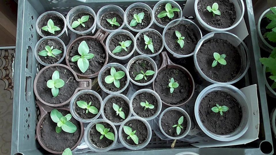 �������: ������� � ����������� ������� � ����