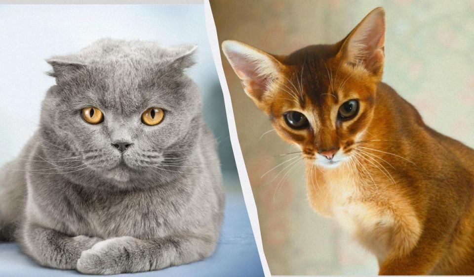 ����������� ��������������� �����: ���� ����� ��� ��������� ��������