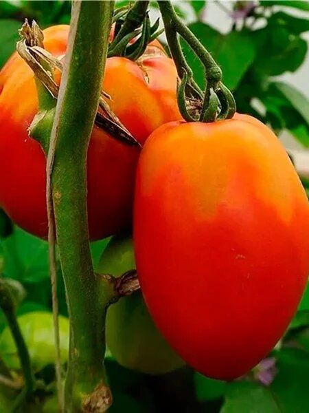 Томат Баловень судьбы: спокойное объяснение особенностей раннего урожая и неприхотливости в открытом грунте