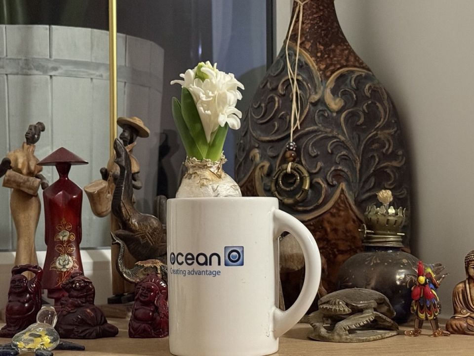 Выгонка гиацинтов превращает зиму в цветущий уют