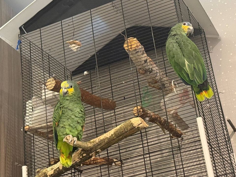 Кешка и Сёмга: простая привычка, которая может упростить день