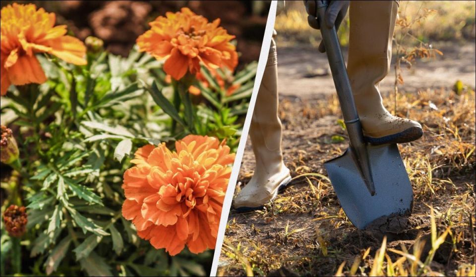 Как закапывание бархатцев меняет уход за огородом и экономит время